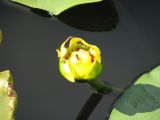 Day 1 - Fly on a Silver Lake bladderwort flower Day 1 - Fly on a Silver Lake bladderwort flower